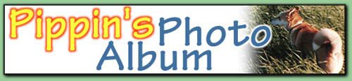 Pippin's Photo Album