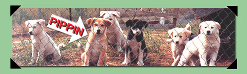 Pippin and his brothers and sisters